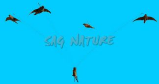 1002023 - MINI GIOSTRA PER ALLODOLE CON 4 STECCHE E PALETTO DA 23 CM - STAMPI ESCLUSI