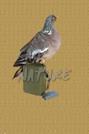 1002037 - COLOMBACCIO POSATO IN PIUMA CON CERTIFICATO AD ALI BATTENTI REDIOCOMANDATO