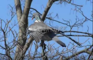 1002063 - COLOMBACCIO SVOLATTINO IN PIUMA RADIOCOMANDATO COMPLETO DI CERTIFICAZIONE