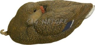 1713042 - GERMANO FEMMINA A RIPOSO  78242