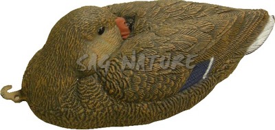 1713042 - GERMANO FEMMINA A RIPOSO 78242