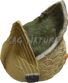 1713045 - GERMANO FEMMINA CON TESTA SOTT'ACQUA 78272