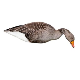 1713105 - SET DA 12 PZ DI STAMPO 2D OCA SELVATICA - FA-23-285-01 -  FINAL APPROACH