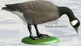 2002025 - OCA CANADESE 5500/1 - SPORTPLAST