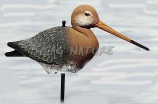 2003007 - PITTIMA REALE 29-00 SPORTPLAST