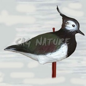 2003008 - PAVONCELLA 36-00SG SPORTPLAST