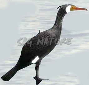 2004015 - CORMORANO CON ASTA - ZAMPE E ASTA VENTO DIREZIONALE 1300 SPORTPLAST