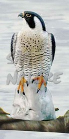 2004020 - FALCO PELLEGRINO 7625 SPORTPLAST