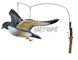 2007012 - FALCO PELLEGRINO IN VOLO CON SISTEMA VENTO DIREZIONALE FL 7625 SPORTPLAST