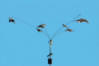 1002051 - GIOSTRA TELESCOPICA A 6 ASTE - STAMPI ESCLUSI