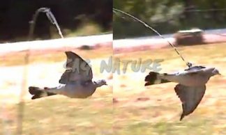 1004023 - COLOMBACCIO ALI BATTENTI IN PIUMA CON CERTIFICATO - CONTATTI STRISCIANTI - In arrivo se vuoi prenotare il prodotto invia WhatsApp al +39 3286953793

<a href="https://api.whatsapp.com/send?phone=393286953793"><strong>WhatsApp3286953793Da cellulare</strong></a>