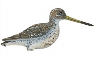 1713071 - BECCACCINO 78555