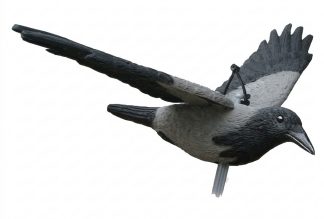 1713076 - CORNACCHIA IN VOLO - STAMPISAG