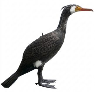 2004015 - CORMORANO CON ASTA - ZAMPE E ASTA VENTO DIREZIONALE 1300 SPORTPLAST