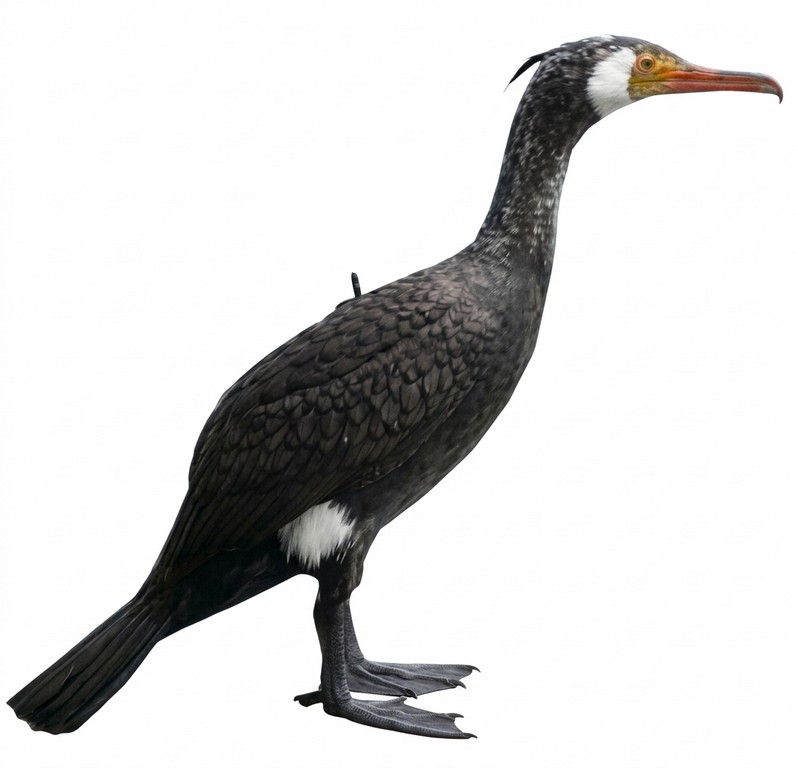 2004015 - CORMORANO CON ASTA - ZAMPE E ASTA VENTO DIREZIONALE 1300 SPORTPLAST