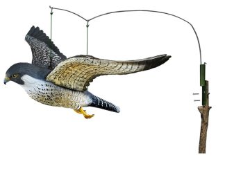 2007012 - FALCO PELLEGRINO IN VOLO CON SISTEMA VENTO DIREZIONALE FL 7625 SPORTPLAST