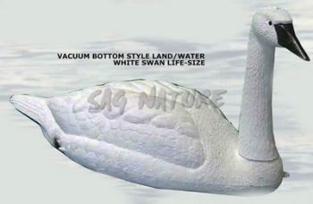 2008003 - CIGNO IN ACQUA 591 AV SPORTPLAST