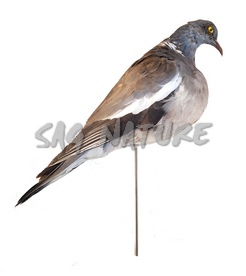 1002040 - COLOMBACCIO POSATO IN PIUMA CON CERTIFICATO