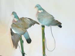 1002049 - COLOMBACCIO IN PIUMA A STANTUFFO SVOLATTINO CON RADIOCOMANDO - Attualmente non disponibile se vuoi prenotare il prodotto invia WhatsApp al +39 3286953793<a href="https://api.whatsapp.com/send?phone=393286953793"><strong>WhatsApp3286953793Da cellulare</strong></a>