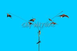 1002051 - GIOSTRA TELESCOPICA A 6 ASTE - STAMPI ESCLUSI