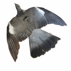 1004024 - COLOMBACCIO ALI APERTE IN PIUMA CON CERTIFICATO