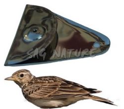 1301013 - ALLODOLA IN METALLO NICHELATO, TIPO "PALERMITANA" - CF 5 PEZZI - PREZZO SINGOLO