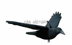 1713075 - CORVO IN VOLO - STAMPISAG