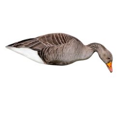 1713105 - SET DA 12 PZ DI STAMPO 2D OCA SELVATICA - FA-23-285-01 -  FINAL APPROACH