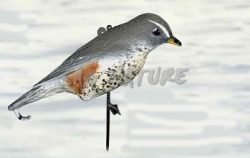 2003005 - TORDO SASSELLO 51-00 SPORTPLAST