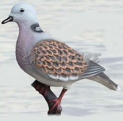 2003017 - TORTORA 5640 SPORTPLAST