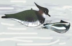 2004003 - PAVONCELLA SILHOUETTE 55-00 SPORTPLAST