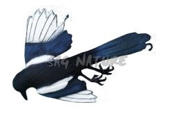 2004024 - GAZZA MORTA 110-00 D SPORTPLAST