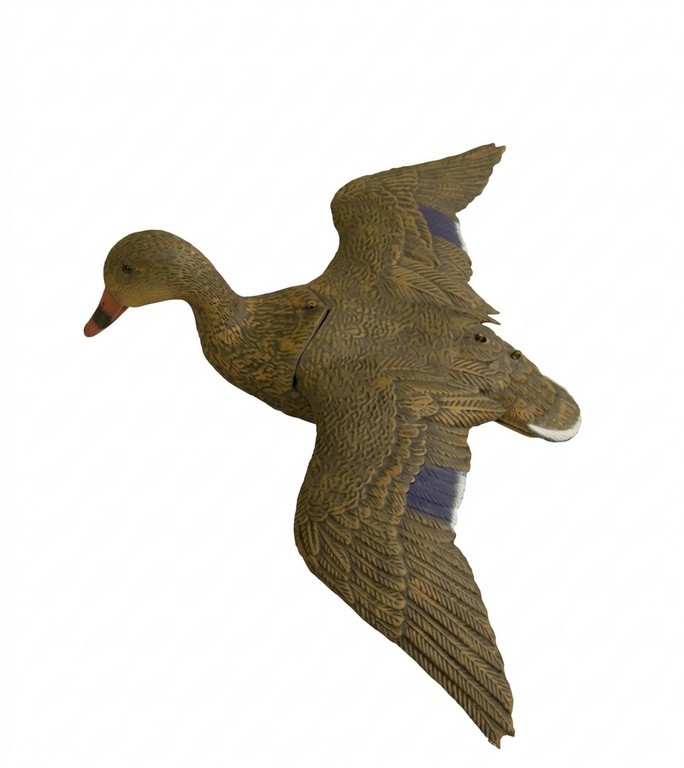 1713022 - GERMANO FEMMINA POSATO ALI APERTE 7859 - STAMPISAG